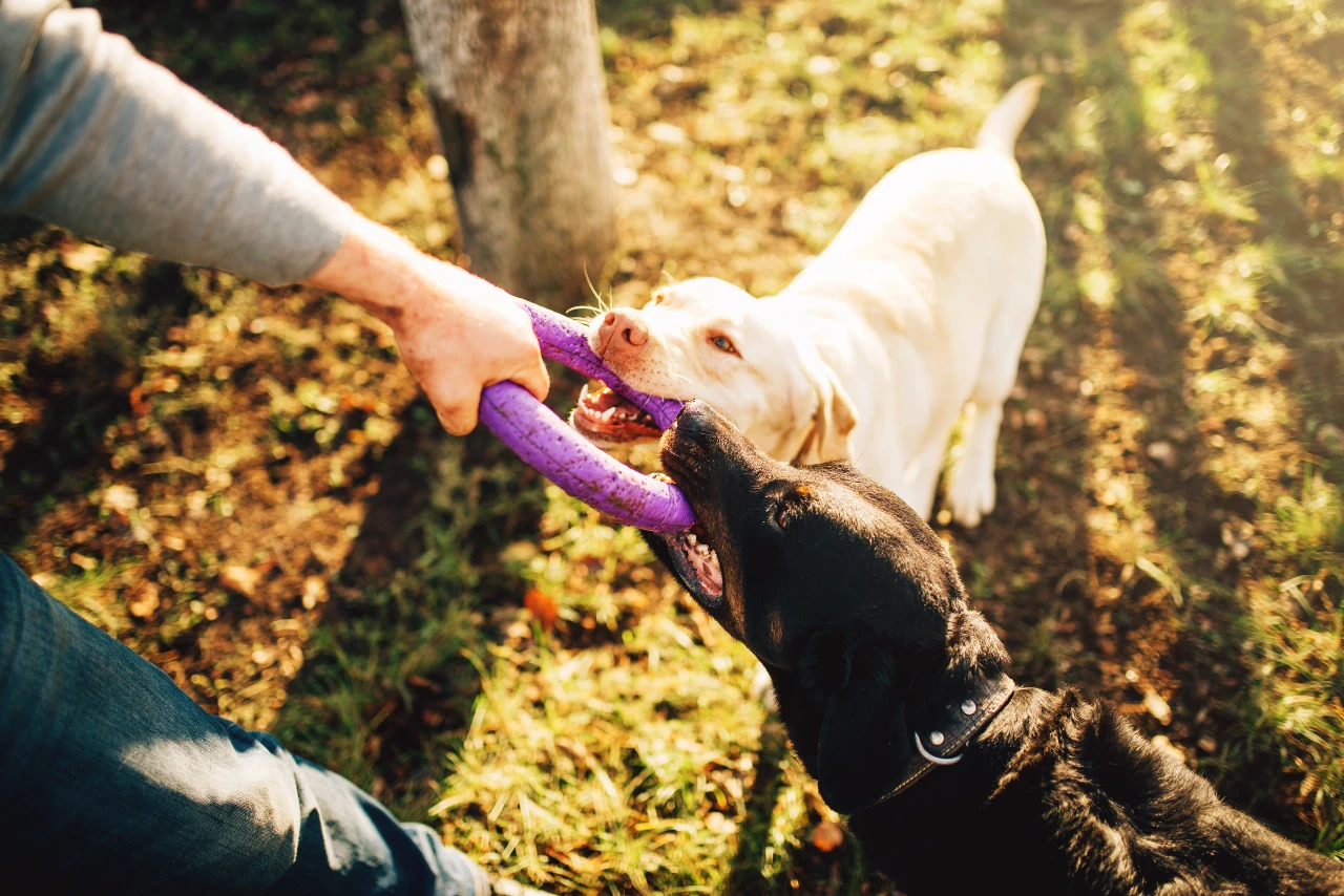 Dog Bite Lawyer The Larrison Law Firm